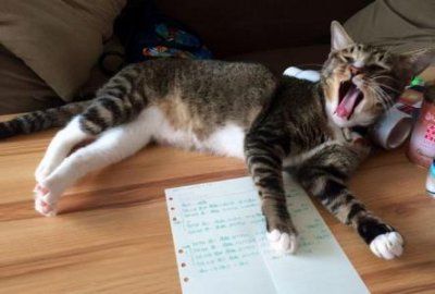 查理王小猎犬需要遛几次查理王小猎犬一般多少钱