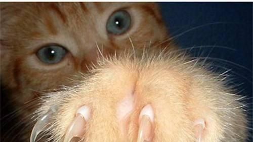 如何让猫咪愉快地剪指甲（宠物护理）