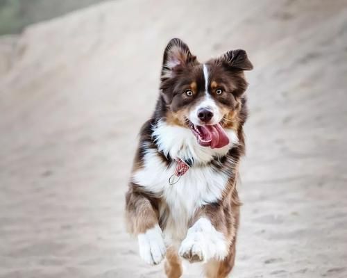 如何给你的宠物修剪毛发和指甲？（爱犬的护理指南，让它看起来更健康、更自信。）