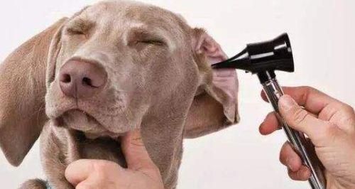 如何给你的宠物修剪毛发和指甲？（爱犬的护理指南，让它看起来更健康、更自信。）