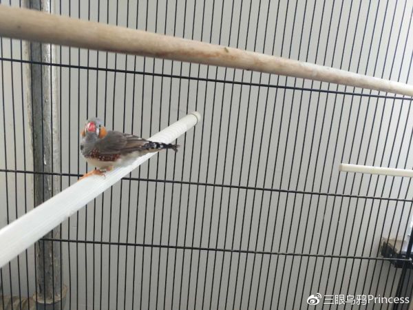 大笼子里的2号