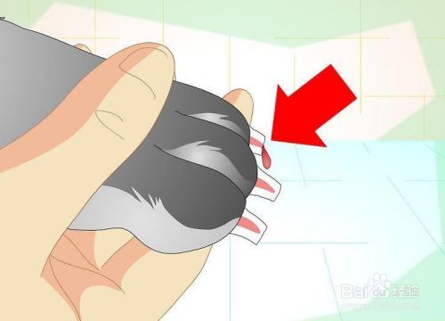 如何修剪兔子的指甲