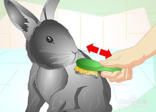 如何修剪兔子的指甲