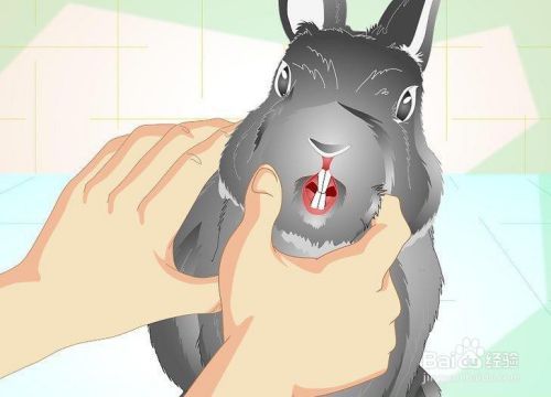 如何修剪兔子的指甲