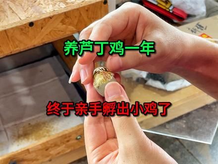 养芦丁鸡一年，终于亲手孵化出小鸡了 #动物圈 #宠物 #芦丁鸡 #芦丁鸡养殖 #芦丁鸡孵化 #土缸芦丁鸡