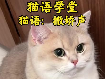 猫语：撒娇声#猫语十级 #铲屎官的乐趣 #科学养宠攻略 #猫语 #猫咪