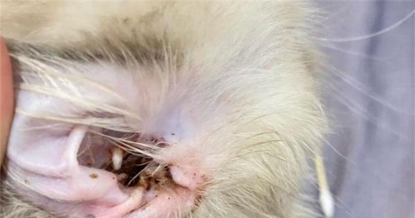 猫咪耳朵清洁指南（宠物护理，耳道健康）