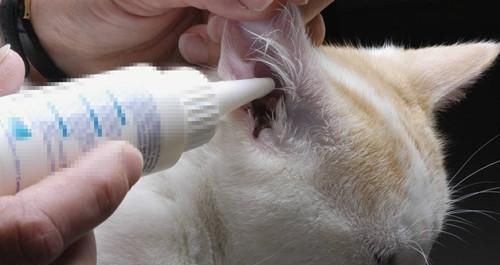 猫咪耳朵清洁指南（宠物护理，耳道健康）