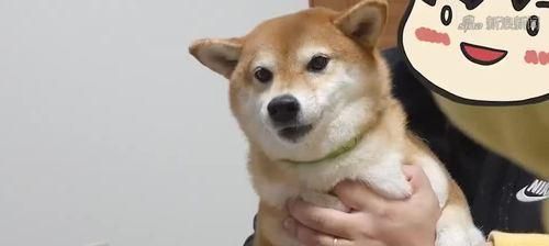 如何给你的柴犬剪指甲（宠物护理的必备技能，让你的柴犬更健康）