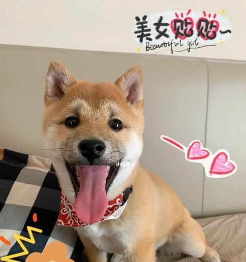 如何给你的柴犬剪指甲（宠物护理的必备技能，让你的柴犬更健康）
