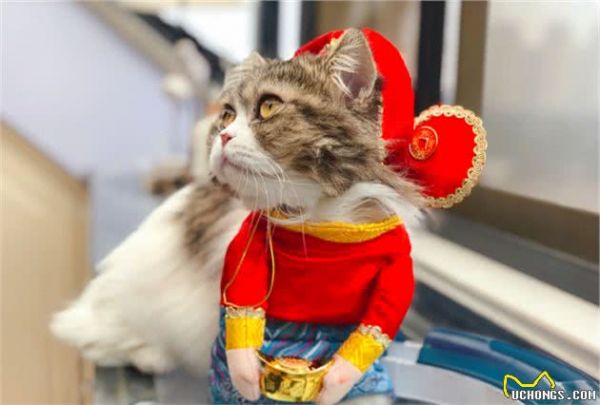辟谣，田园猫也存在价值不菲的类型，只需符合十二条贵猫标准