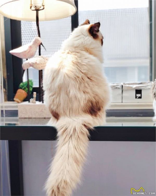 辟谣，田园猫也存在价值不菲的类型，只需符合十二条贵猫标准