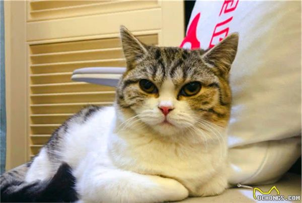 辟谣，田园猫也存在价值不菲的类型，只需符合十二条贵猫标准