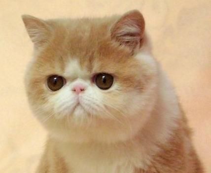 养猫的品种选择+必备品！不走弯路！