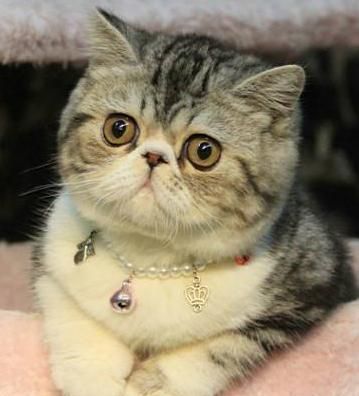 养猫的品种选择+必备品！不走弯路！