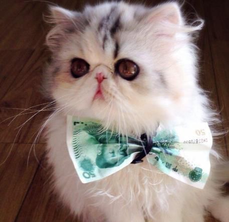养猫的品种选择+必备品！不走弯路！