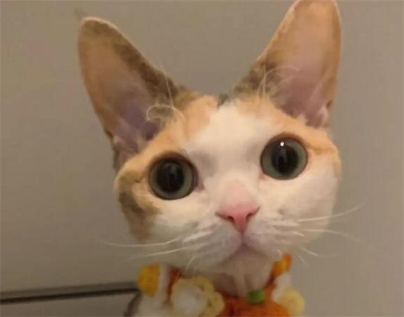 精选猫咪品种指南：10种推荐及选购技巧