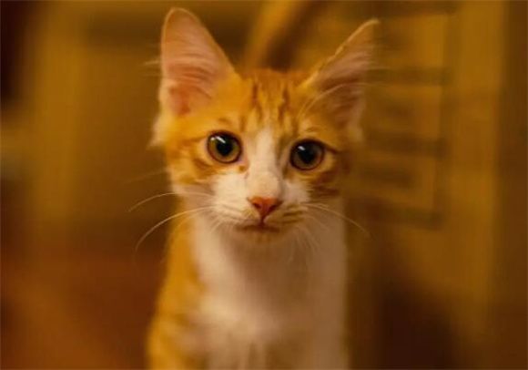 精选猫咪品种指南：10种推荐及选购技巧