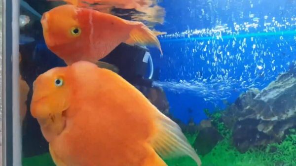 鱼跳缸是什么原因？从这 5 个方面去考虑