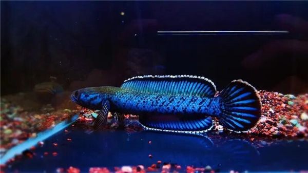 鱼跳缸是什么原因？从这 5 个方面去考虑