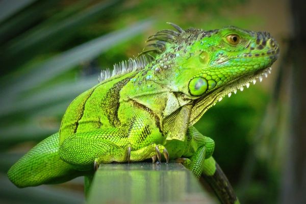 comportamiento tranquilo de la iguana verde