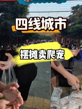 #豹纹守宫 #摆摊 #睫角守宫