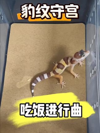 #豹纹守宫 #爬宠 #异宠