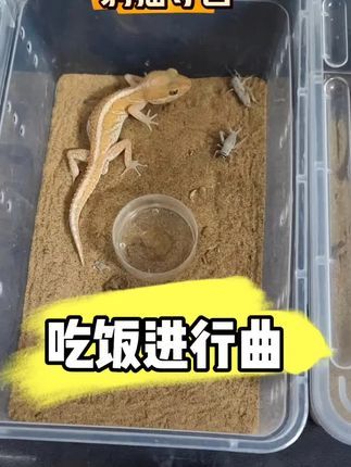 #爬宠 #异宠 #豹猫守宫