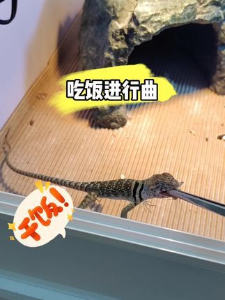 #爬宠 #神奇动物在抖音 #异宠