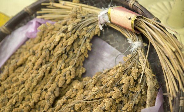 虎皮鹦鹉吃什么食物