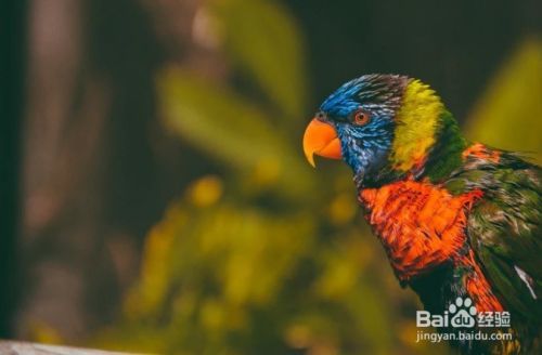 怎么样选择像Lory和Lorikeet此类的鸟哪个适合你