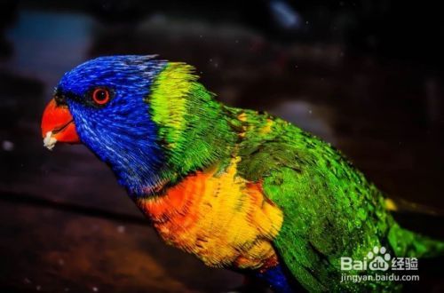 怎么样选择像Lory和Lorikeet此类的鸟哪个适合你