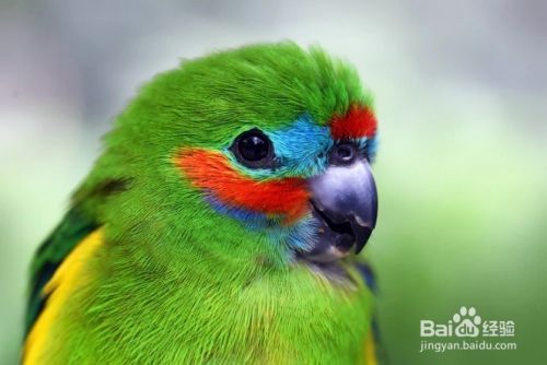 怎么样选择像Lory和Lorikeet此类的鸟哪个适合你