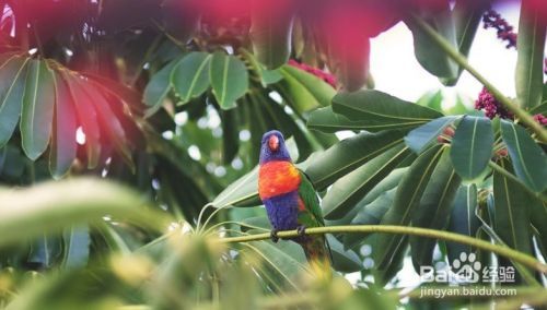 怎么样选择像Lory和Lorikeet此类的鸟哪个适合你