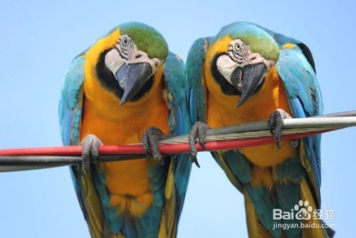 怎么样选择像Lory和Lorikeet此类的鸟哪个适合你