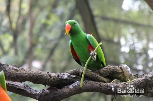 怎么样选择像Lory和Lorikeet此类的鸟哪个适合你