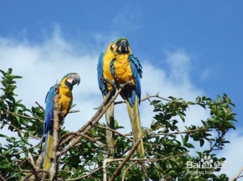 怎么样选择像Lory和Lorikeet此类的鸟哪个适合你