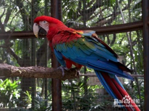 怎么样选择像Lory和Lorikeet此类的鸟哪个适合你