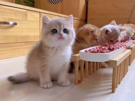 快吃啊，瞅啥呢 #热门 #这就是被小猫选中的感觉吧 ##这小猫还是太全面了 #干饭最积极的小猫