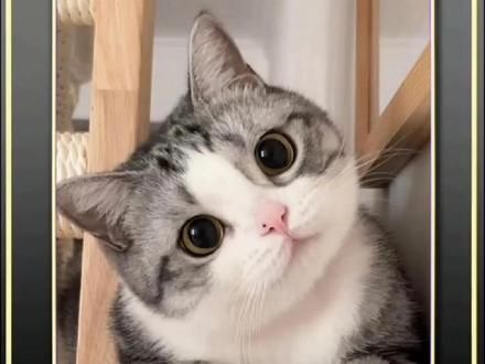 #猫咪的迷惑行为 #你家猫猫也会这样吗 #小猫的神奇技能