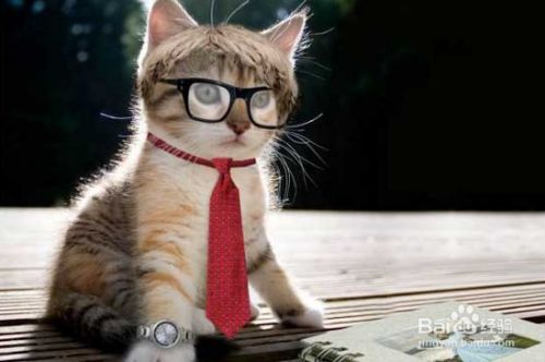 养猫容易挑猫难，5个技巧让你挑选心仪爱宠！