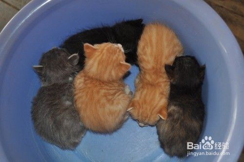 养猫容易挑猫难，5个技巧让你挑选心仪爱宠！