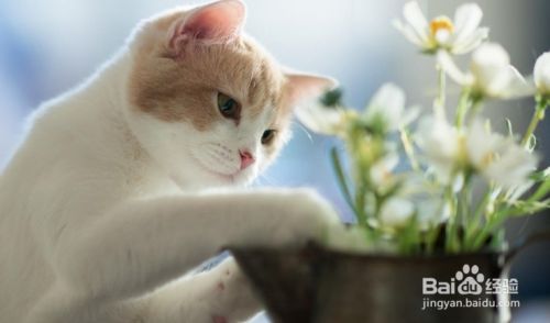 养猫容易挑猫难，5个技巧让你挑选心仪爱宠！