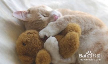 养猫容易挑猫难，5个技巧让你挑选心仪爱宠！