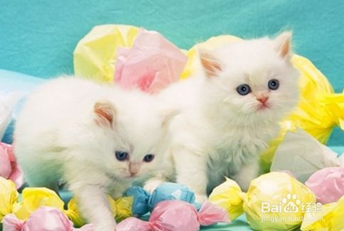 养猫容易挑猫难，5个技巧让你挑选心仪爱宠！