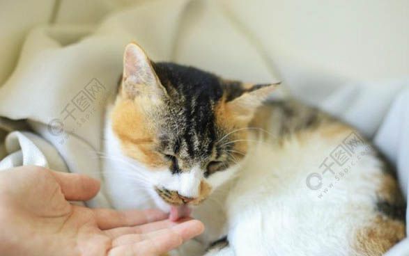养猫技巧与注意事项