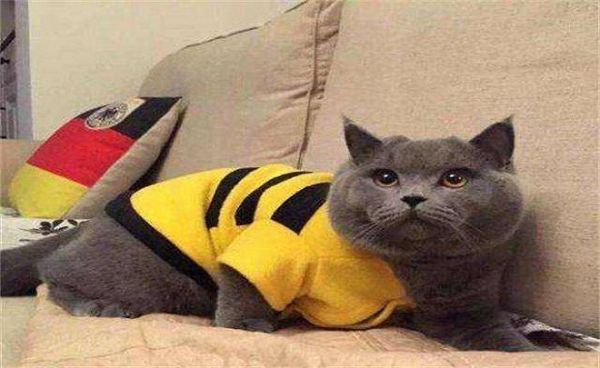 为什么要养蓝猫？因为它有3个特点让人喜爱