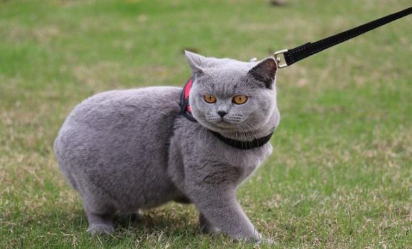 为什么要养蓝猫？因为它有3个特点让人喜爱