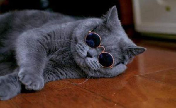 为什么要养蓝猫？因为它有3个特点让人喜爱