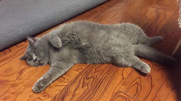 为什么要养蓝猫？因为它有3个特点让人喜爱
